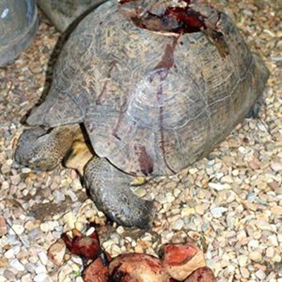 Cruel death of a tortoise 