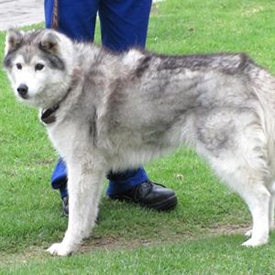 Homeless Husky still not claimed