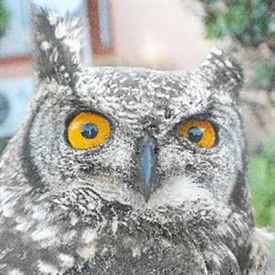 Smiles all round as injured owl Adhoo recovers 