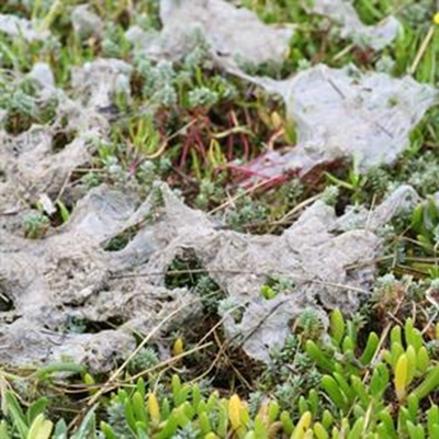Residents fed-up with pollution 