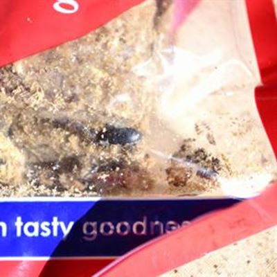 Live bugs found in dog food 