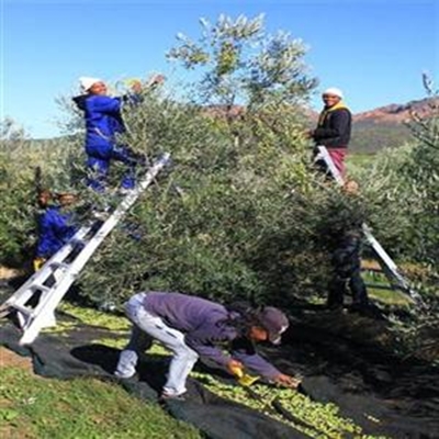 Olive Estate in production 