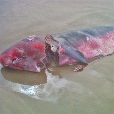 Grisly find on beach