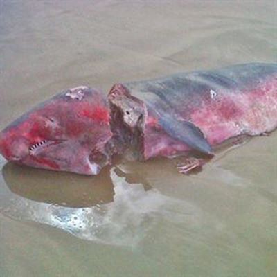 Grisly find on beach