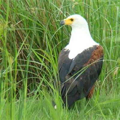Birding outing on Saturday