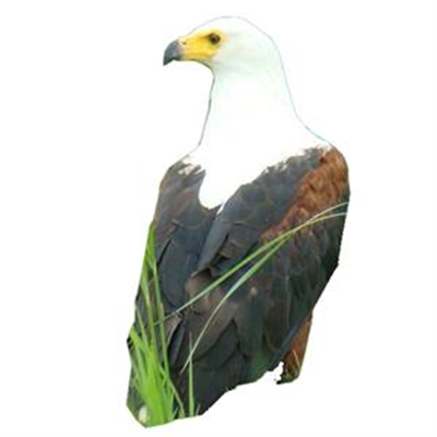 Celebrate fish eagles