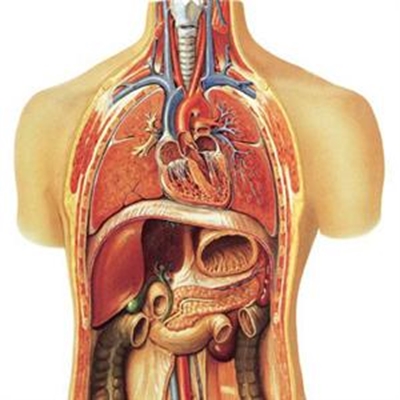 The human body - amazing machine 