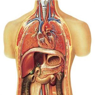 The human body - amazing machine 