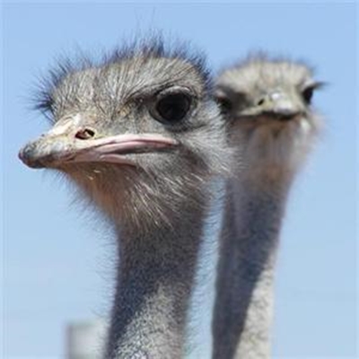 Ostrich setback in perspective 