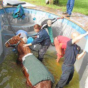 Horse rescued from swimming pool | George Herald