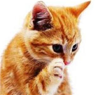 Hart & Paws Kat Gemeenskap Katkenades
