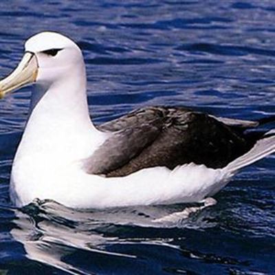 Goeie nuus vir die albatros 