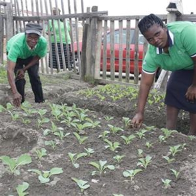 Community garden for elderly