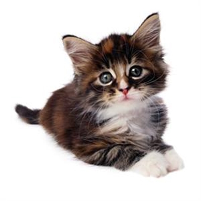 Katte Leukemie onder rondloperkatte 