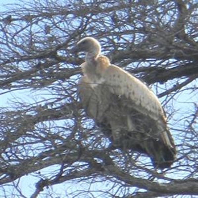 Rare vulture spotted in Knysna