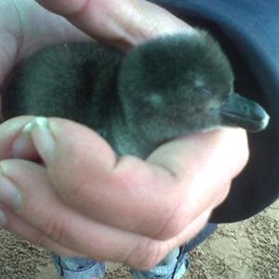 SAPREC celebrates first hatchling