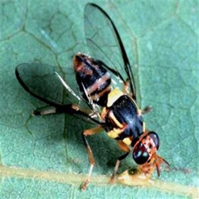 Invader fruit fly a major threat 
