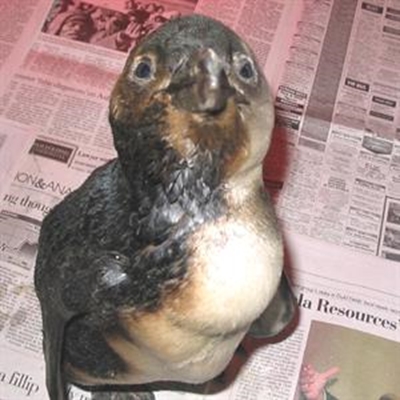 SAPREC needs urgent assistance