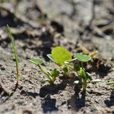 How to establish clovers successfully in an existing kikuyu sward