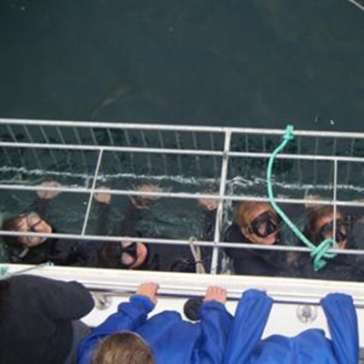 Pupils take a dive into shark education 