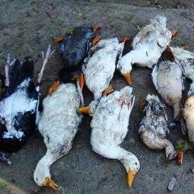 Opvolg: Hond maai onder eende