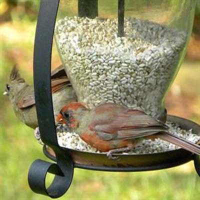 Attract birds to your garden during winter 