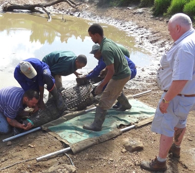 Crocodiles still on the loose