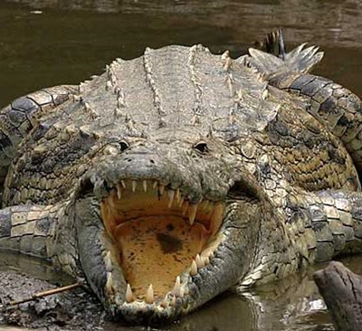 Krokodil nog soek
