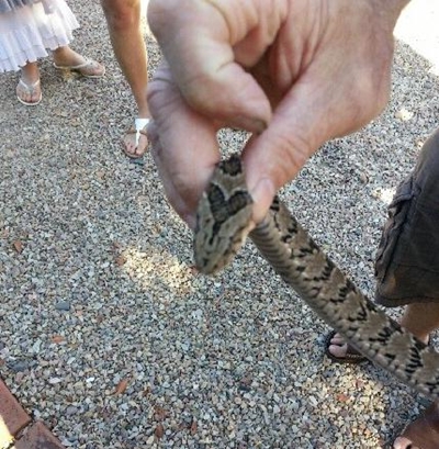 Toddler bitten by night adder