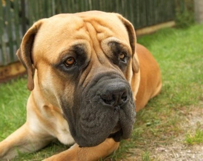 Skryf jou Boerboel in