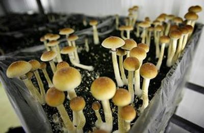 2 arrested for 'magic' mushrooms