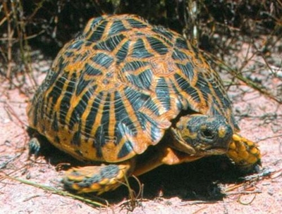 Ken jou skilpaaie: Suurpootjie (Psammobates geometricus)