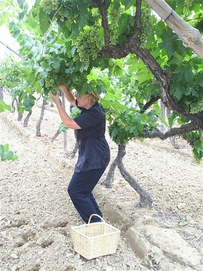 Hanepoot picking at De Krans
