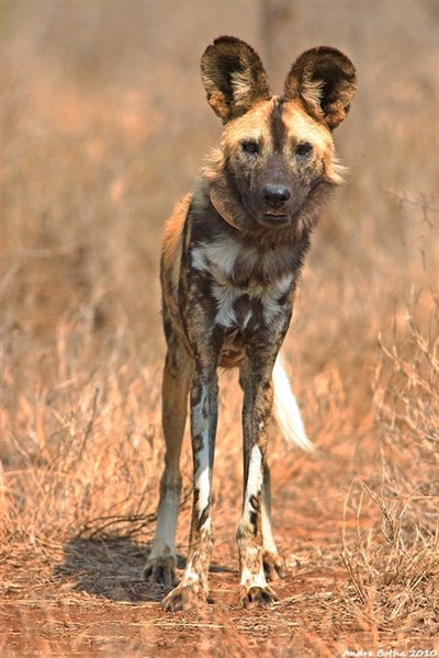 Striking the balance between humanity and carnivores