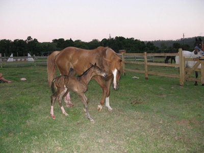 Equestrian centre welcomes new filly