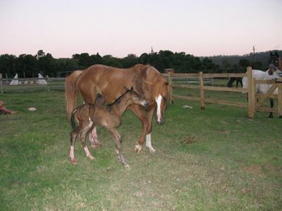 Equestrian centre welcomes new filly