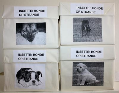 Honde op strande: Insette gevra
