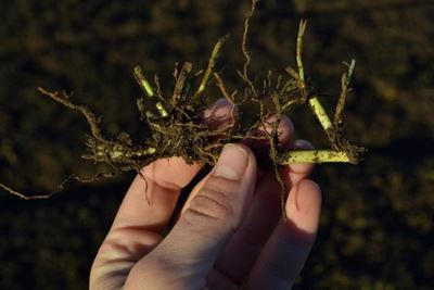 When should kikuyu be over-sown?