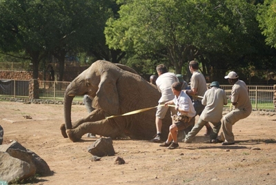 Historic relocation of captive elephant