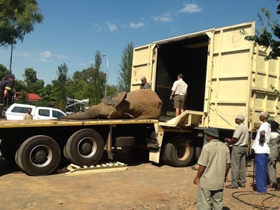 Update: Historic relocation of elephant