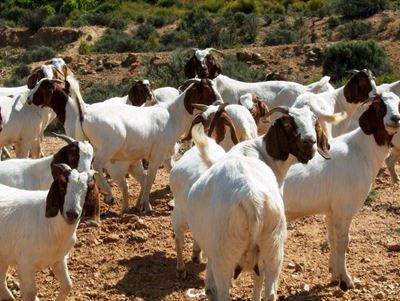 Boerbokveiling | 20 Maart