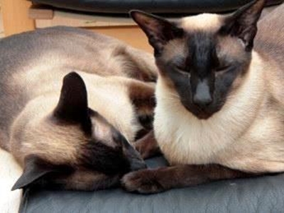 Beloning vir verlore Siamese kat