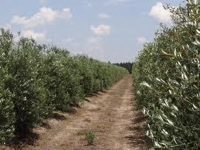 Potential for growth in South Africa's olive farming industry