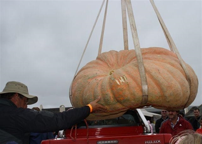 402,5 kg pampoen tiep die skaal