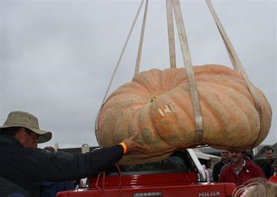 402,5 kg pampoen tiep die skaal