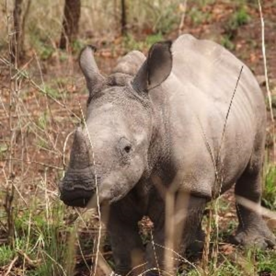 An epic ride in aid of rhinos