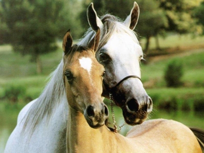Restrictions of horse movements into Western Cape