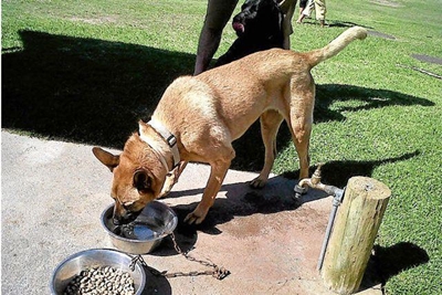 Opvolg: Vermiste hond gevind