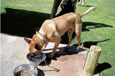 Opvolg: Vermiste hond gevind
