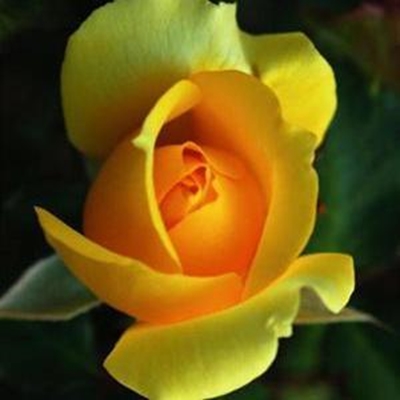 Rose show a must for rose lovers